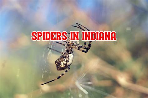 31 Common Spiders In Indiana (Pictures and Identification)