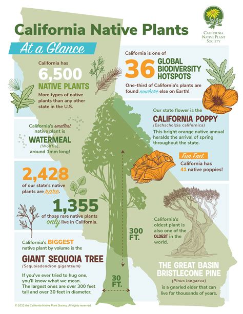 Native plants of California: An illustrated Guide | GreenPal