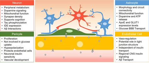 Frontiers | Role of the Blood-Brain Barrier in Central Nervous System Insulin Resistance