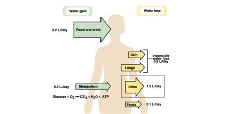 Urinary passages function, structure of Ureter, Urinary bladder and Uvulae vesicae | Science online