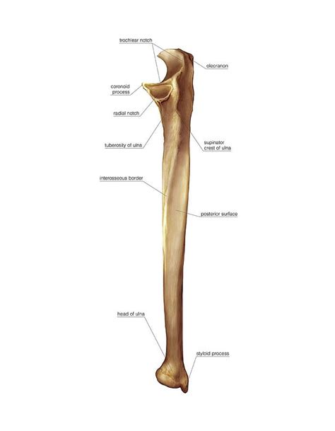 Ulna bone, Bone art, Anatomy bones