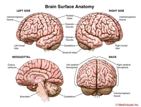 Brain - Neurology Photo (6816181) - Fanpop