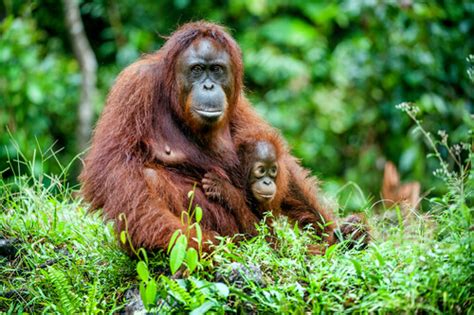 Orango: caratteristiche, comportamento e habitat - I Miei Animali