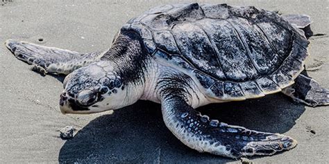 Kemp's Ridley Sea Turtle | National Wildlife Federation