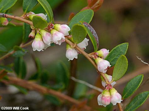 Vaccinium crassifolium - Alchetron, The Free Social Encyclopedia