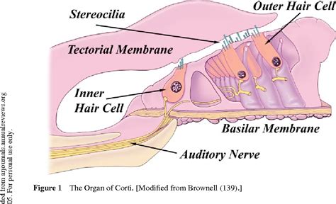 Figure 1 from Micro- and nanomechanics of the cochlear outer hair cell ...