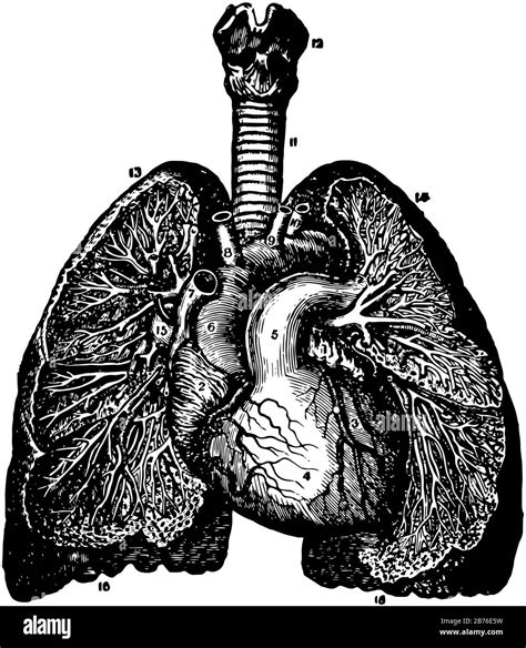 This illustration represents Branchi and Blood Vessels, vintage line drawing or engraving ...