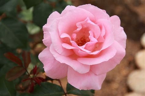 Rose Hall of Fame | Hybrid tea roses, Queen elizabeth rose, Rose varieties