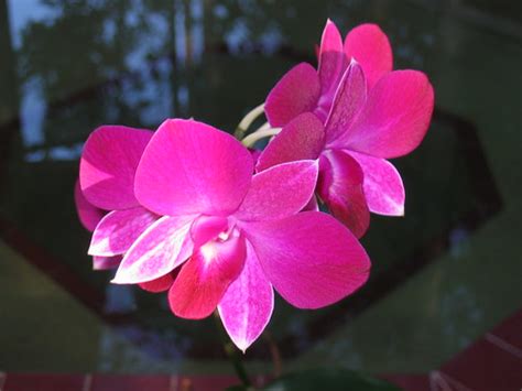 Orchid | shaped like a heart | aneye4wonder (Ineta McParland) | Flickr