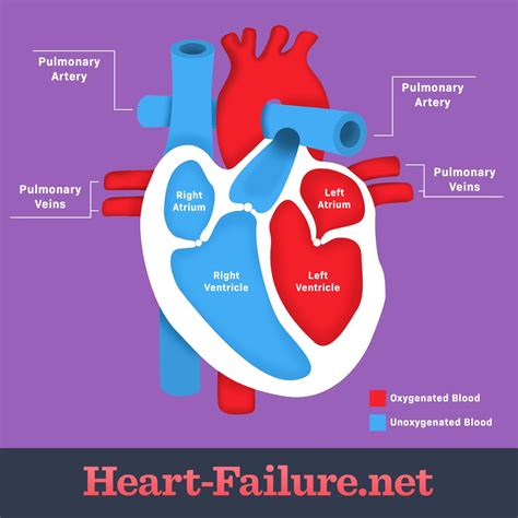 How Does the Heart Work & How Does Heart Failure Develop?