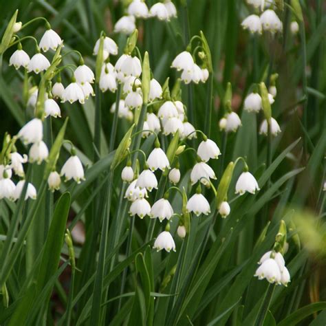 Leucojum aestivum 35 bulb pack - Beechmount Garden Centre