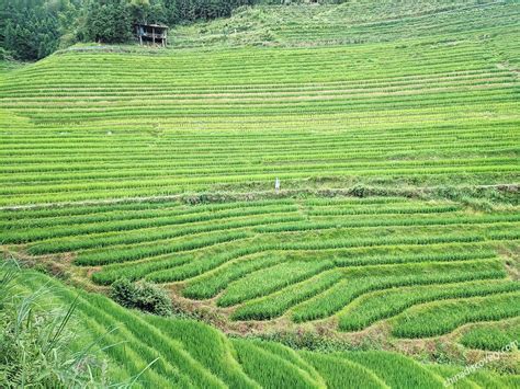 Longsheng Weather | Best Time to Visit Longji Rice Terraces (Guilin)