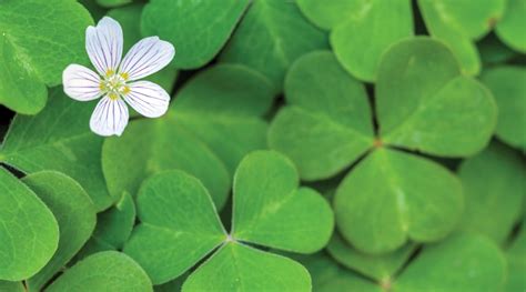 How To Grow Shamrocks: Tips and Care - Farmers' Almanac - Plan Your Day ...