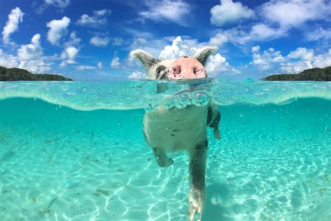 Swimming Pigs Tours by Plane to Exuma Bahamas from Nassau and Miami