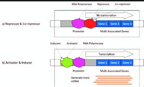 Difference Between Regulatory And Repressor Protein - Relationship Between