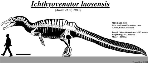 Ichthyovenator Skeleton