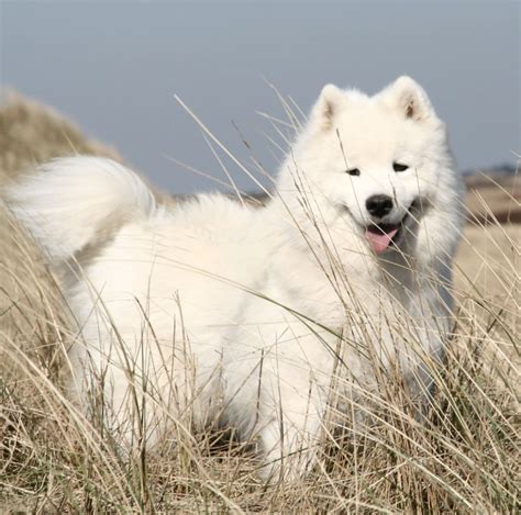 🔥 [110+] Samoyed Wallpapers | WallpaperSafari