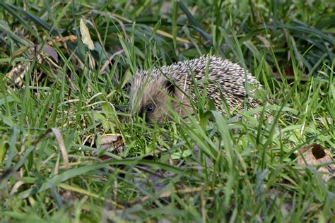 Nature - Erinaceus europaeus