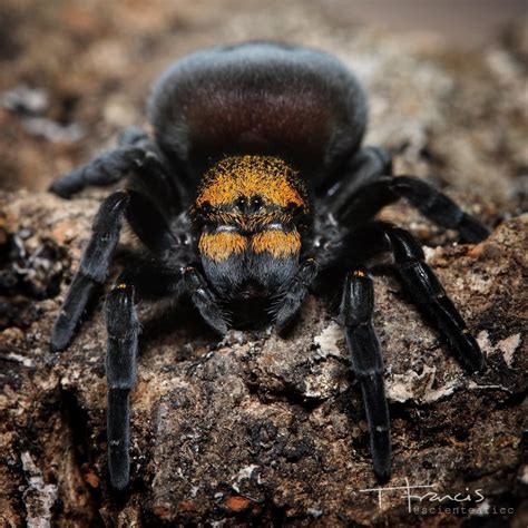 A photo of one of my velvet spiders for you all! (Eresus moravicus, juvenile female) : spiders