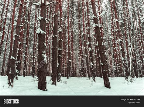 Pine Forest Winter Image & Photo (Free Trial) | Bigstock