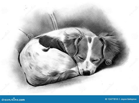 Pencil Drawing Of A Sleeping Dog Stock Photo - Image: 12477810