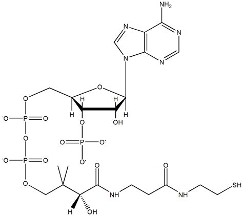 Coenzyme | Psychology Wiki | FANDOM powered by Wikia