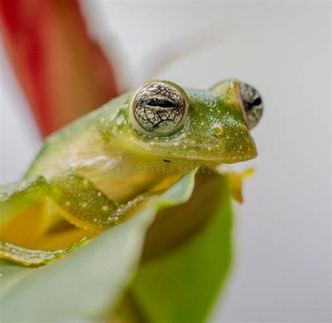 Extreme Close Up of Eyes of the Spiny Glass Frog of the Tropics Stock Photo - Image of frogs ...