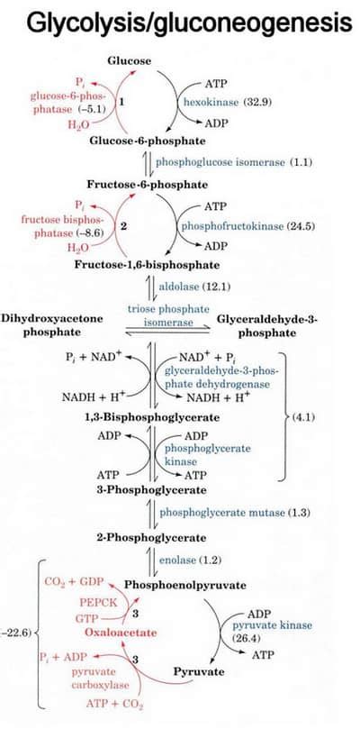 Gluconeogenesis Steps And Enzymes