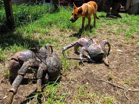 Meet The Coconut Crab: The Monstrous Creature That Might Have Eaten Amelia Earhart