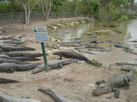 Gator Farm - Florida - Travel Wallpaper (581402) - Fanpop