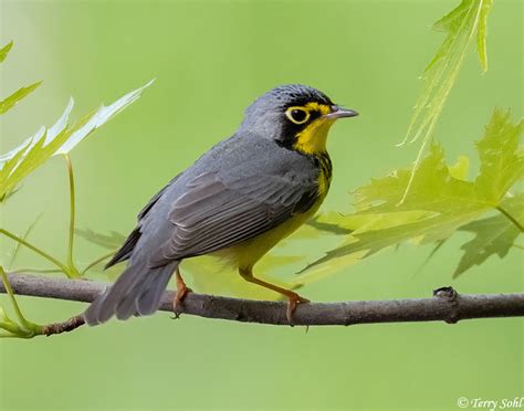 Canada Warbler Photos - Photographs - Pictures