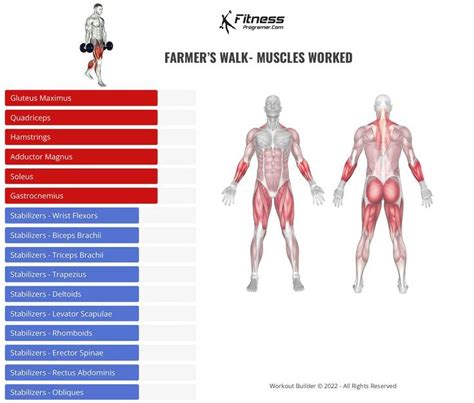 Farmer's Walk - Muscles Worked | Farmers walk, Personalized workout plan, Muscle