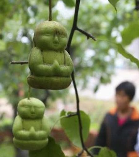 Buddha Shaped Pears. - Unbelievable Facts