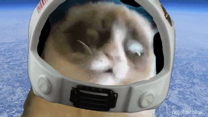 Grumpy Cat Space GIF by Cheezburger - Find & Share on GIPHY