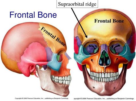 Exercise 7 | Facial bones, Thoracic cage, Thoracic vertebrae