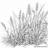 Grass Coloring Pages  Free & Printable sketch template