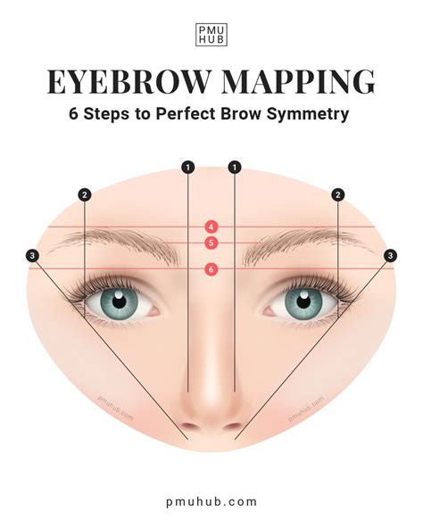 Perfect Eyebrow Shape Diagram