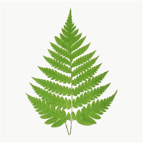 Acrostichum Alienum fern leaf illustration transparent png | premium image by rawpixel.com / nam ...