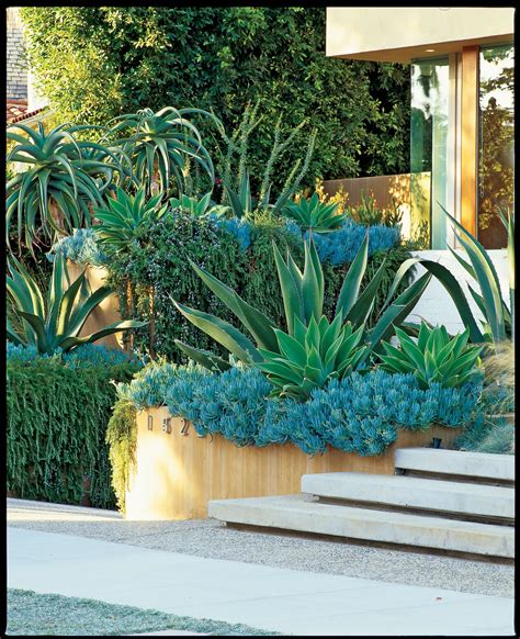 Agave. americana among blue chalksticks | Succulent landscaping front ...