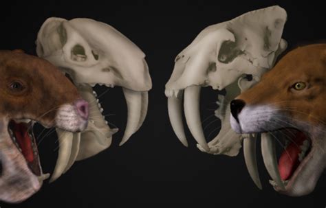 Bizarre saber-tooth predator from South America was no saber-tooth cat | Mirage News