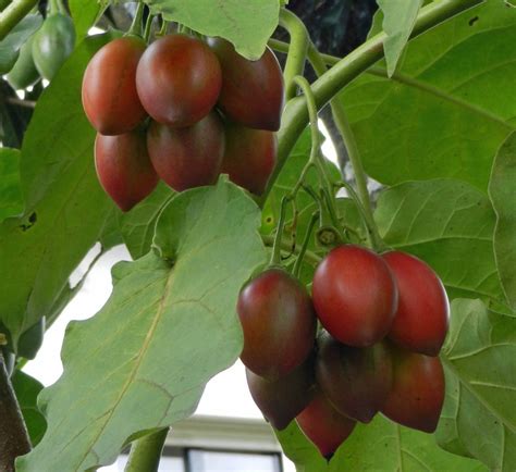 Tree Tomato Farming in Kenya | Graduate Farmer