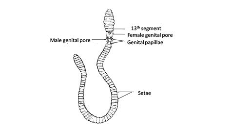 Draw the diagram of earthworm.