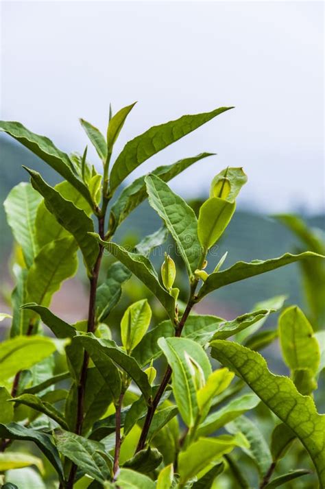 Growing pekoe tea stock photo. Image of ingredient, healthy - 34366692