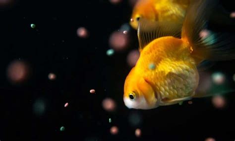 What Do Goldfish Eat – Expert Opinion on Goldfish Diet