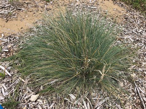 Plant – Coast Tussock-grass – Barwon Bluff