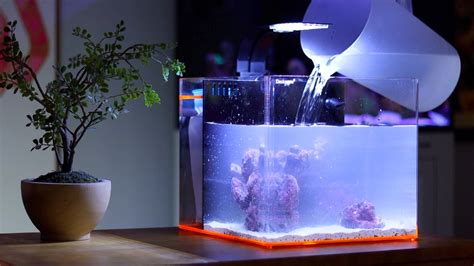 How to Set up a Saltwater Aquarium - Bulk Reef Supply