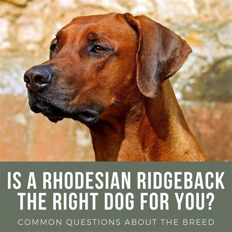 Rhodesian Ridgeback: Breed History, Temperament, and FAQs | PetHelpful