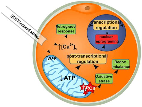 Model of post-transcriptional regulation after SCNT. Interlinked events ...