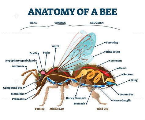 Anatomy of bee with inner organs educational scheme vector illustration ...