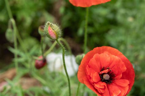 Oriental Poppy: Plant Care and Growing Guide